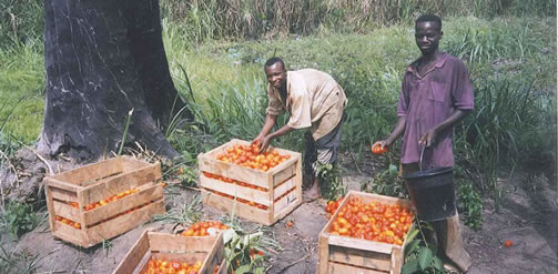 Pamdu, Brong Ahafo, Ghana. Young tomato farmers prepare their harvest for roadside pick up by traders from Accra.
Photographer: Christine Okali.