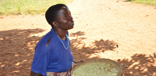 Unripe maize - Chiwerere Photo PANITA/ Save the Children Tanzania