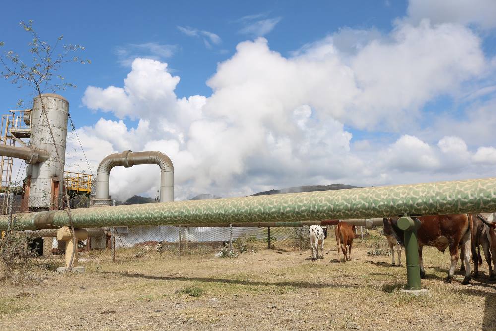 Cows wander next to geothermal pipes and structures