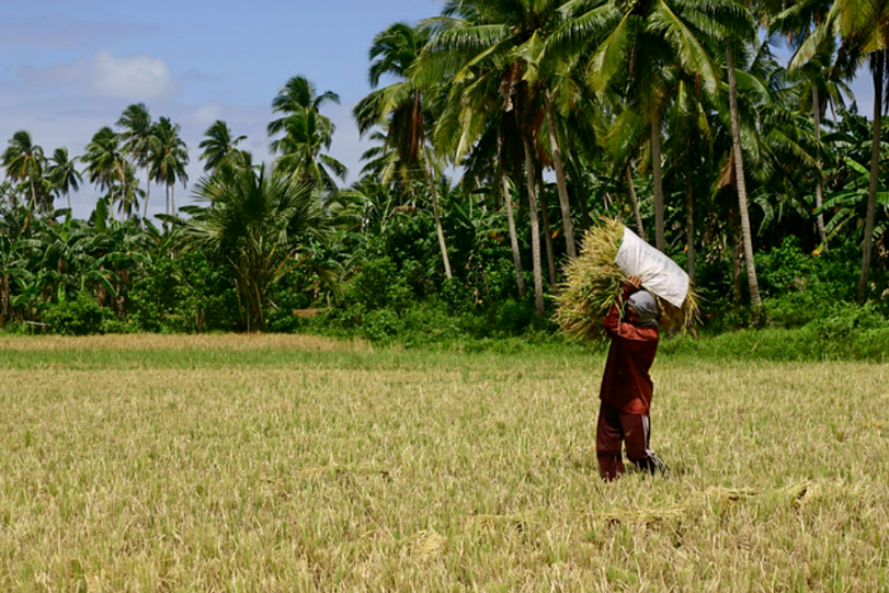 An Agricultural worker carries a haybale 