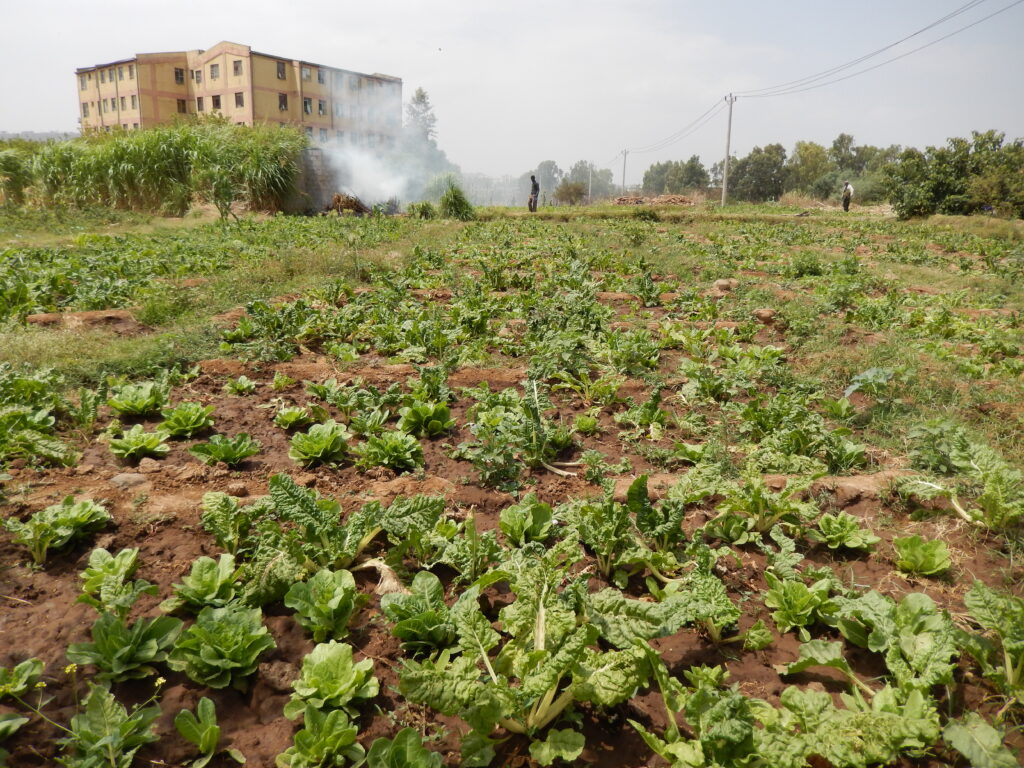 A photo of a field with crops in an urban environment. There are green crops amongst the brown soil. A person walks through them with an apartment building in the background. Smoke rises from a small fire.
