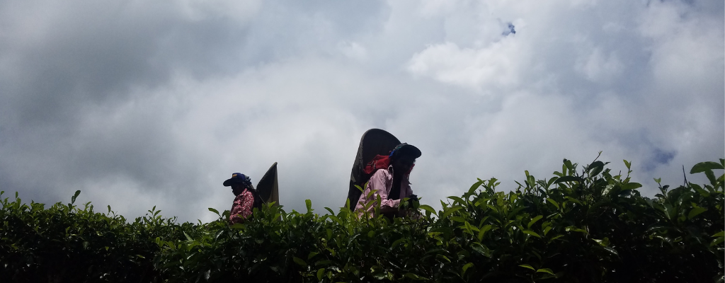 People in a field in Sri 