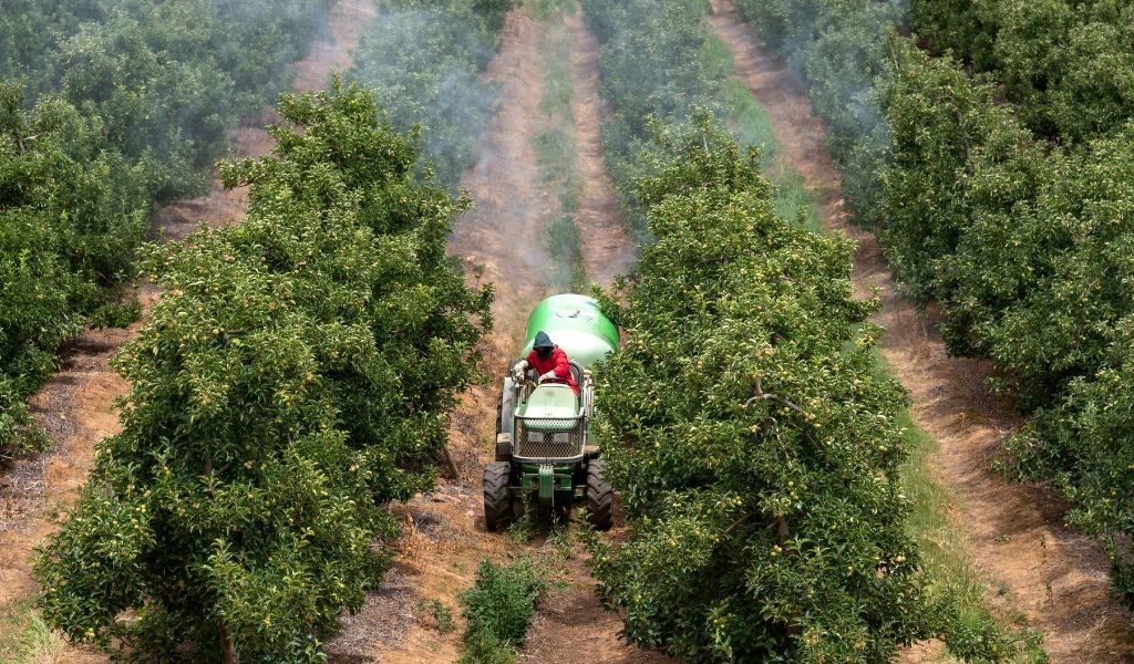 Farm worker on a tractor driving down between rows of apple trees, spraying them with chemicals.