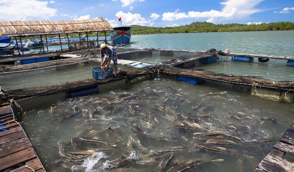 A large number of fish grouped together by the shoreline in a square formed by floating wooden boards. A person in a pale coloured sunhat is throwing food into them. Blue sea and sky in the background.