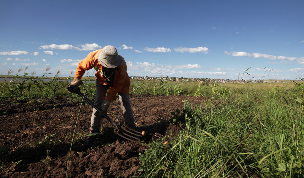 A photo of a man in South Africa digging vegetables in a field.