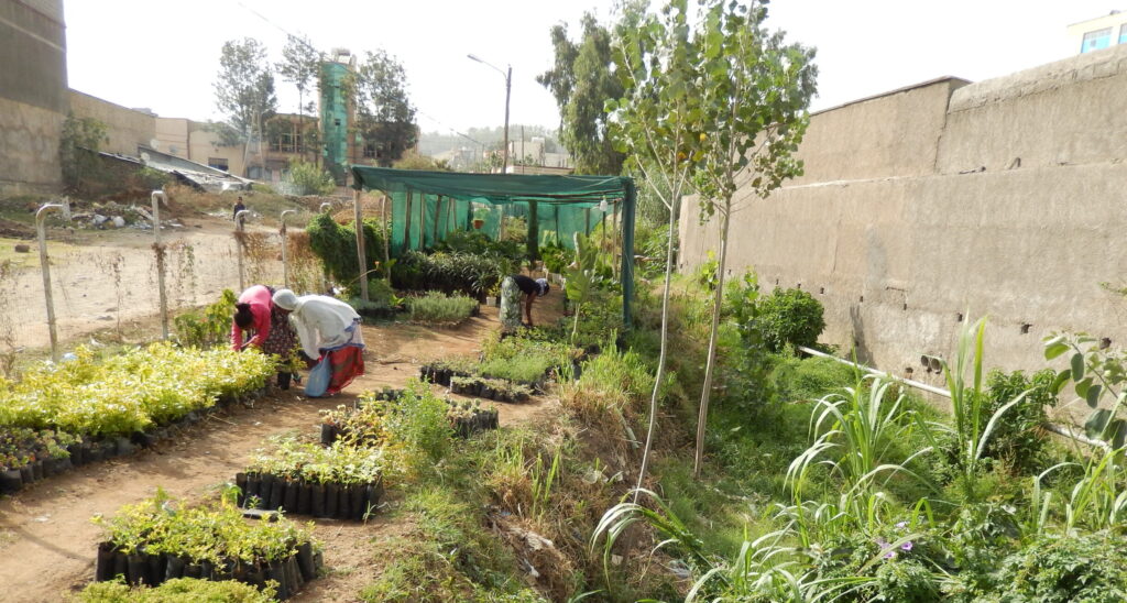 A photo of green bushes, grass and small trees growing in a small plto of land. There is a large wall on the right hand side. Two people in the distance, on the left of the photo, are bending over and tending to the plants. The sky is bright but cloudy.