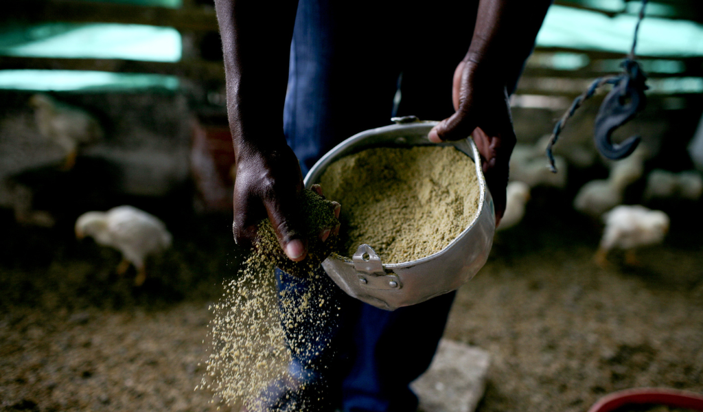 A person is holding a bucket of seed and scattering handfuls onto the ground. 