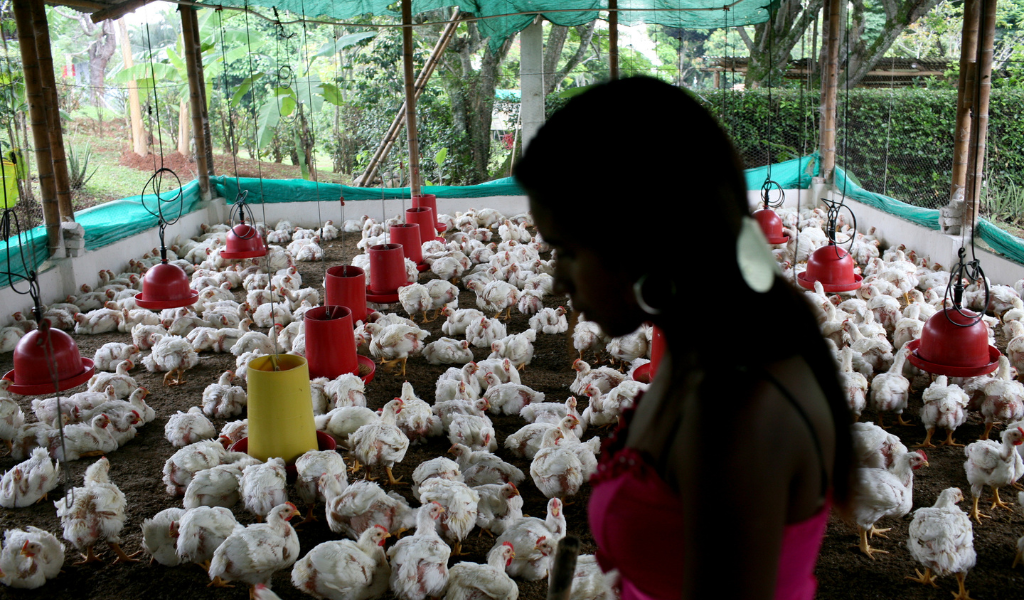 A person stand in front of dozens of chickens in a Poultry Farm.